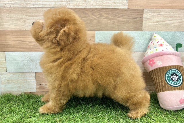 大阪府のトイプードル(トイ) (Coo&RIKU心斎橋店/2026年6月4日生まれ/女の子/レッドフォーン)の子犬の3枚目の画像