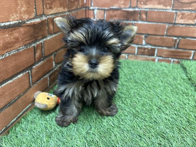兵庫県のヨークシャーテリア (Coo&RIKU丹波店/2026年6月3日生まれ/男の子/スチールブルータン)の子犬の1枚目の画像