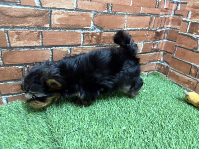 兵庫県のヨークシャーテリア (Coo&RIKU丹波店/2026年6月3日生まれ/男の子/スチールブルータン)の子犬の3枚目の画像
