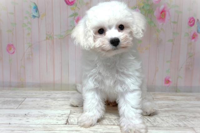 埼玉県のビションフリーゼ (Coo&RIKU桶川店/2026年6月1日生まれ/女の子/ホワイト)の子犬の1枚目の画像
