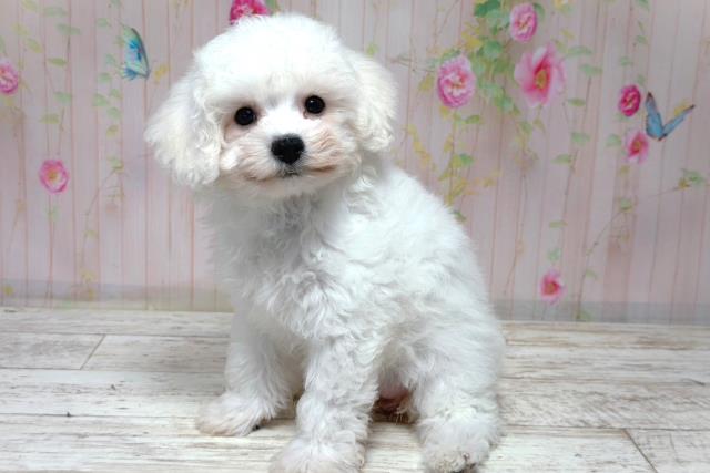 埼玉県のビションフリーゼ (Coo&RIKU桶川店/2026年6月1日生まれ/女の子/ホワイト)の子犬の2枚目の画像