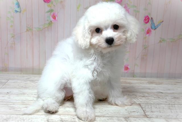 埼玉県のビションフリーゼ (Coo&RIKU桶川店/2026年6月1日生まれ/女の子/ホワイト)の子犬の3枚目の画像
