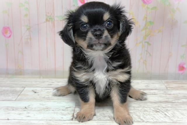 栃木県のチワワ(ロング) (Coo&RIKUFKDインターパーク店/2026年6月5日生まれ/男の子/ブラックタン)の子犬の1枚目の画像