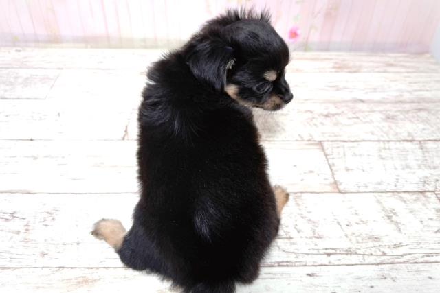 栃木県のチワワ(ロング) (Coo&RIKUFKDインターパーク店/2026年6月5日生まれ/男の子/ブラックタン)の子犬の4枚目の画像