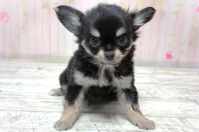 栃木県のチワワ(ロング) (Coo&RIKU小山店/2026年6月5日生まれ/男の子/ブラックタン)の子犬の1枚目の画像