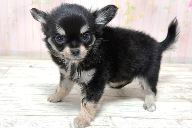栃木県のチワワ(ロング) (Coo&RIKU小山店/2026年6月5日生まれ/男の子/ブラックタン)の子犬の2枚目の画像