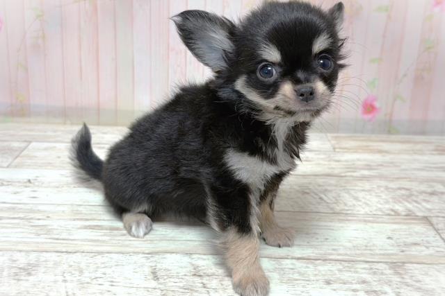 栃木県のチワワ(ロング) (Coo&RIKU小山店/2026年6月5日生まれ/男の子/ブラックタン)の子犬の3枚目の画像