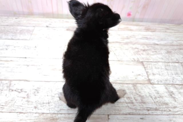 栃木県のチワワ(ロング) (Coo&RIKU小山店/2026年6月5日生まれ/男の子/ブラックタン)の子犬の4枚目の画像