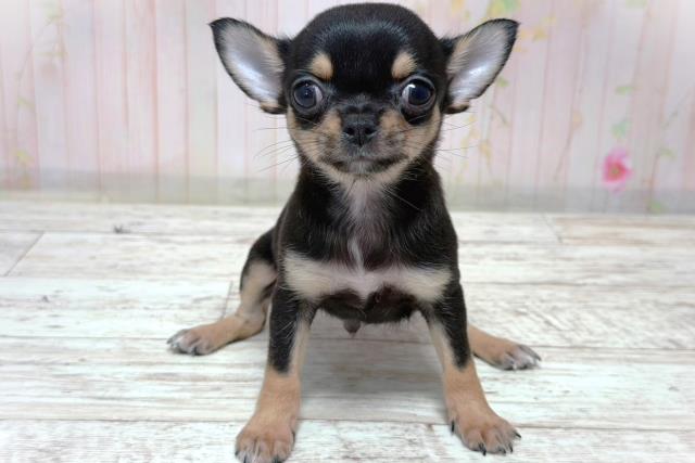 北海道のチワワ(スムース) (Coo&RIKU函館店/2026年6月5日生まれ/男の子/ブラックタン)の子犬の1枚目の画像