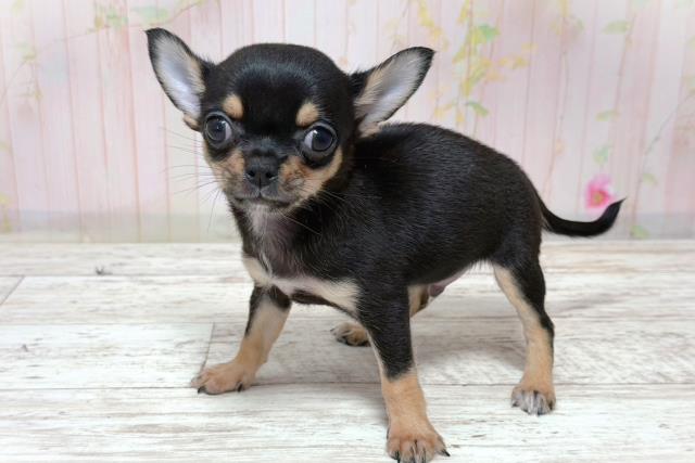 北海道のチワワ(スムース) (Coo&RIKU函館店/2026年6月5日生まれ/男の子/ブラックタン)の子犬の2枚目の画像