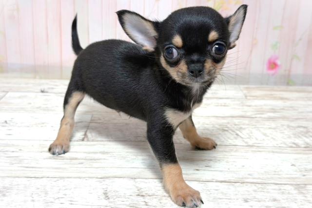 北海道のチワワ(スムース) (Coo&RIKU函館店/2026年6月5日生まれ/男の子/ブラックタン)の子犬の3枚目の画像