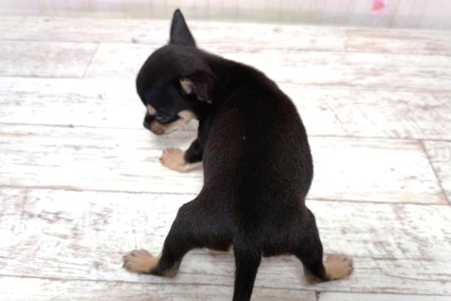 北海道のチワワ(スムース) (Coo&RIKU函館店/2026年6月5日生まれ/男の子/ブラックタン)の子犬の4枚目の画像