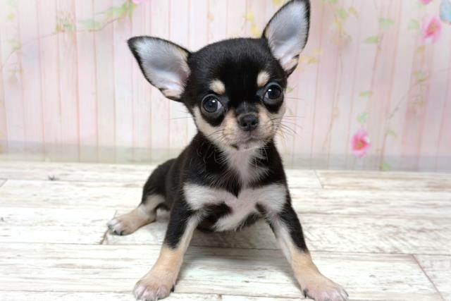 北海道のチワワ(スムース) (Coo&RIKU札幌東店/2026年6月5日生まれ/女の子/ブラックタン)の子犬の1枚目の画像