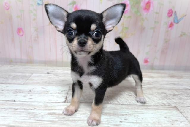 北海道のチワワ(スムース) (Coo&RIKU札幌東店/2026年6月5日生まれ/女の子/ブラックタン)の子犬の2枚目の画像