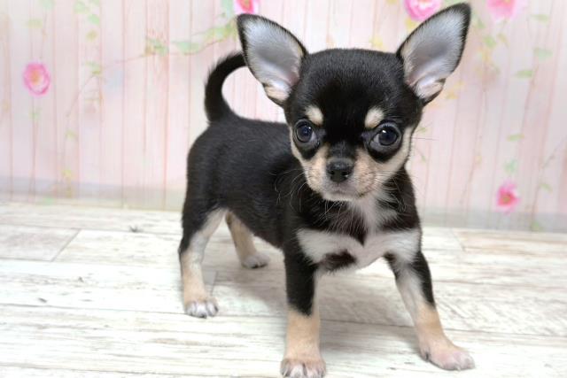 北海道のチワワ(スムース) (Coo&RIKU札幌東店/2026年6月5日生まれ/女の子/ブラックタン)の子犬の3枚目の画像