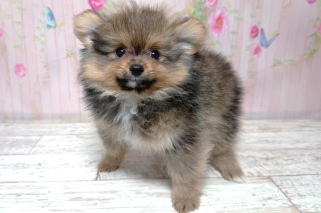 栃木県のポメラニアン (Coo&RIKU宇都宮店/2026年6月3日生まれ/男の子/オレンジセーブル)の子犬の2枚目の画像