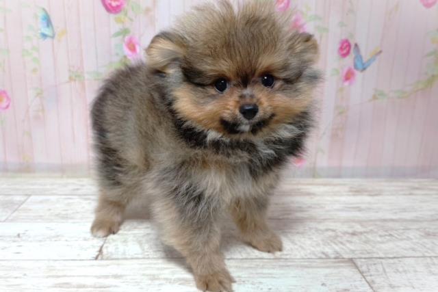 栃木県のポメラニアン (Coo&RIKU宇都宮店/2026年6月3日生まれ/男の子/オレンジセーブル)の子犬の3枚目の画像