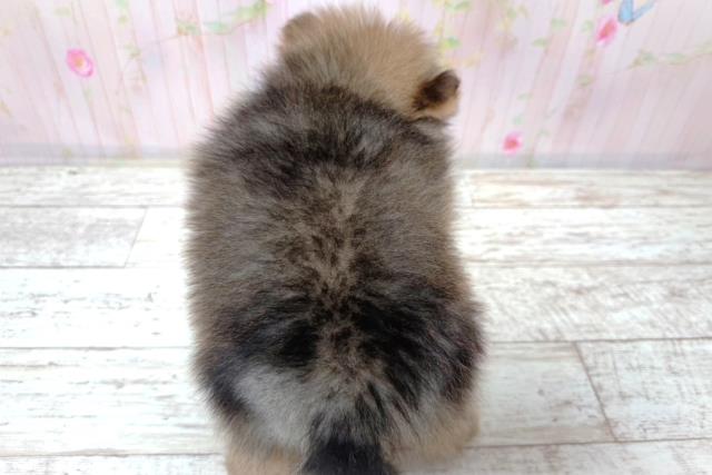 栃木県のポメラニアン (Coo&RIKU宇都宮店/2026年6月3日生まれ/男の子/オレンジセーブル)の子犬の4枚目の画像