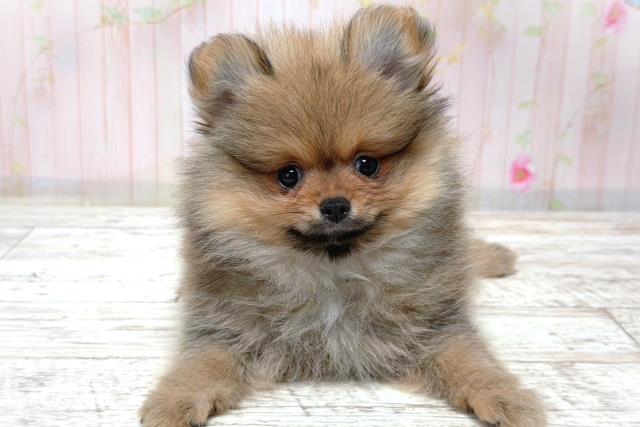 栃木県のポメラニアン (Coo&RIKU小山店/2026年6月3日生まれ/男の子/オレンジセーブル)の子犬の1枚目の画像