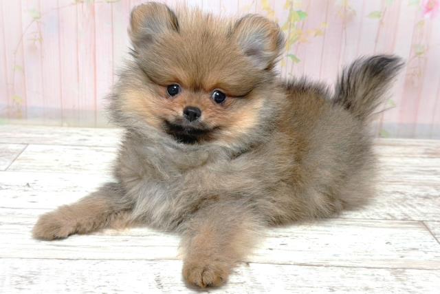 栃木県のポメラニアン (Coo&RIKU小山店/2026年6月3日生まれ/男の子/オレンジセーブル)の子犬の2枚目の画像