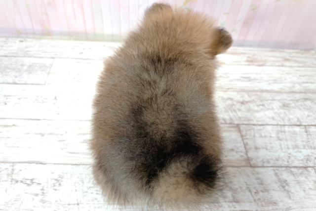 栃木県のポメラニアン (Coo&RIKU小山店/2026年6月3日生まれ/男の子/オレンジセーブル)の子犬の4枚目の画像