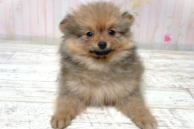 北海道のポメラニアン (Coo&RIKU札幌東店/2026年6月3日生まれ/男の子/オレンジセーブル)の子犬の1枚目の画像