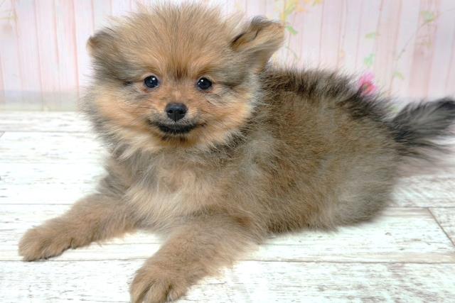 北海道のポメラニアン (Coo&RIKU札幌東店/2026年6月3日生まれ/男の子/オレンジセーブル)の子犬の2枚目の画像