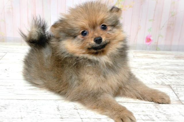 北海道のポメラニアン (Coo&RIKU札幌東店/2026年6月3日生まれ/男の子/オレンジセーブル)の子犬の3枚目の画像