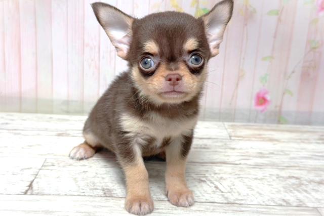 栃木県のチワワ(スムース) (Coo&RIKU足利店/2026年6月3日生まれ/男の子/チョコレートタン)の子犬の1枚目の画像