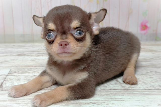 栃木県のチワワ(スムース) (Coo&RIKU足利店/2026年6月3日生まれ/男の子/チョコレートタン)の子犬の2枚目の画像