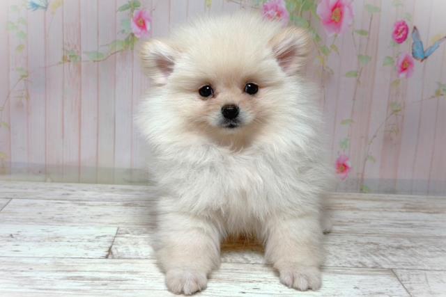 北海道のポメラニアン (Coo&RIKU札幌東店/2026年6月2日生まれ/男の子/クリーム)の子犬の1枚目の画像