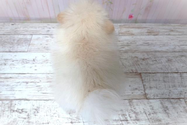 北海道のポメラニアン (Coo&RIKU札幌東店/2026年6月2日生まれ/男の子/クリーム)の子犬の4枚目の画像
