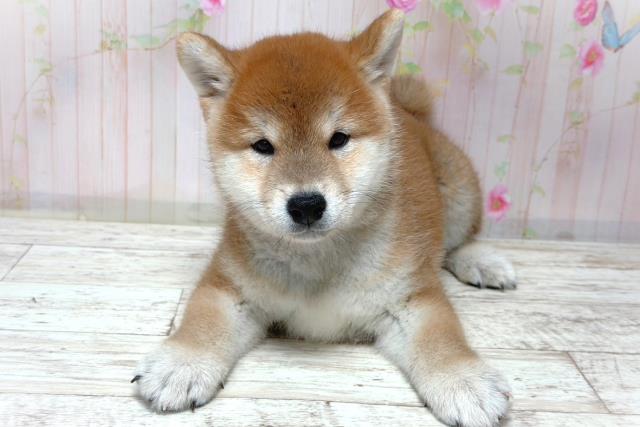 東京都の柴犬(標準サイズ) (Coo&RIKU八王子西店/2026年6月3日生まれ/男の子/赤)の子犬の1枚目の画像