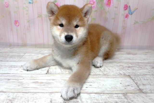 東京都の柴犬(標準サイズ) (Coo&RIKU八王子西店/2026年6月3日生まれ/男の子/赤)の子犬の2枚目の画像