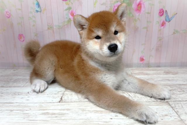 東京都の柴犬(標準サイズ) (Coo&RIKU八王子西店/2026年6月3日生まれ/男の子/赤)の子犬の3枚目の画像