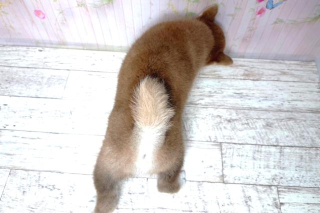 東京都の柴犬(標準サイズ) (Coo&RIKU八王子西店/2026年6月3日生まれ/男の子/赤)の子犬の4枚目の画像