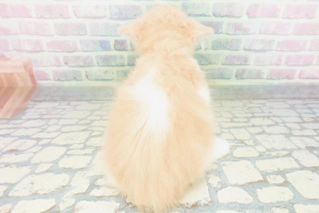 北海道のラガマフィン (Coo&RIKU岩見沢店/2026年6月1日生まれ/男の子/クリームタビーホワイト)の子猫の4枚目の画像