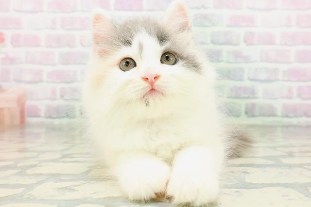 北海道のラガマフィン (Coo&RIKU札幌東店/2026年6月1日生まれ/女の子/ダイリュートキャリコ)の子猫の1枚目の画像