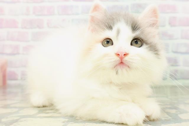 北海道のラガマフィン (Coo&RIKU札幌東店/2026年6月1日生まれ/女の子/ダイリュートキャリコ)の子猫の3枚目の画像