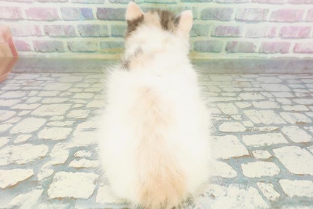 北海道のラガマフィン (Coo&RIKU札幌東店/2026年6月1日生まれ/女の子/ダイリュートキャリコ)の子猫の4枚目の画像