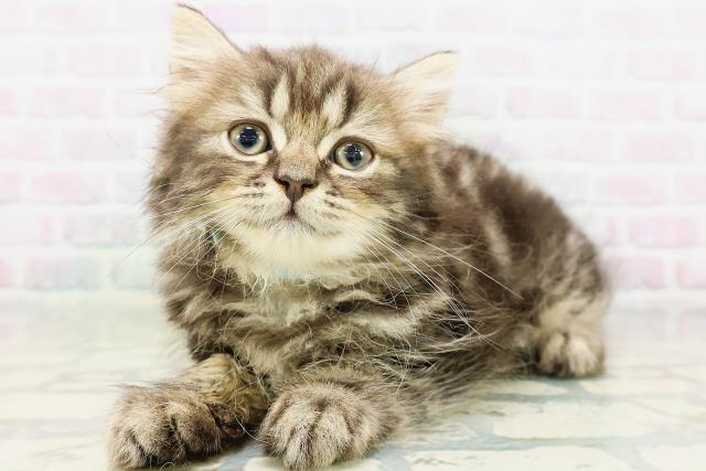 北海道のラガマフィン (Coo&RIKU函館店/2026年5月24日生まれ/男の子/ブラウンタビー)の子猫の2枚目の画像