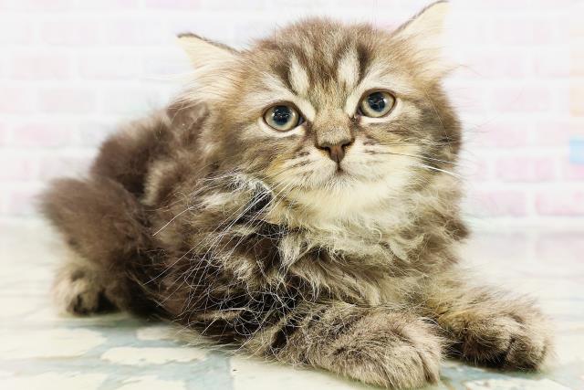 北海道のラガマフィン (Coo&RIKU函館店/2026年5月24日生まれ/男の子/ブラウンタビー)の子猫の3枚目の画像