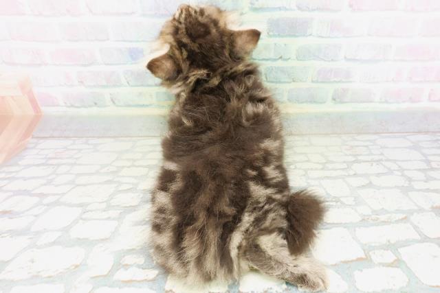 北海道のラガマフィン (Coo&RIKU函館店/2026年5月24日生まれ/男の子/ブラウンタビー)の子猫の4枚目の画像