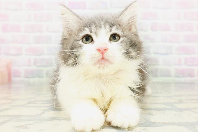 ノルウェージャン・フォレストキャット