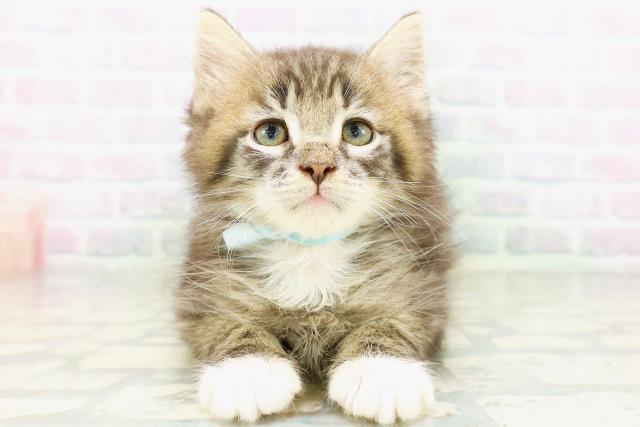 ノルウェージャン・フォレストキャット