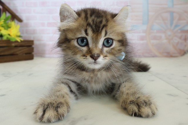 MIX(猫)