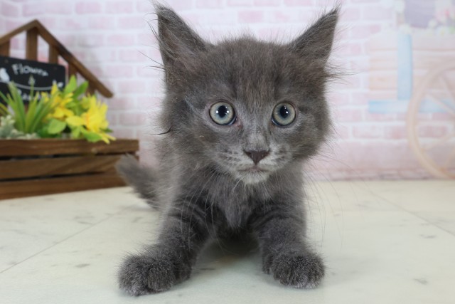 ノルウェージャン・フォレストキャット