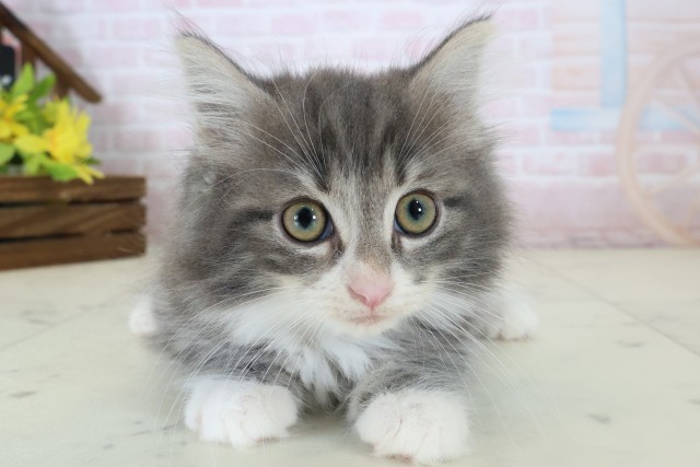 ノルウェージャン・フォレストキャット