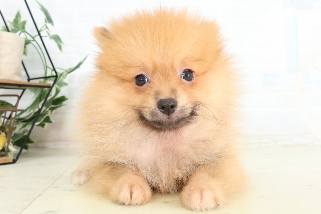 群馬県のポメラニアン (Coo&RIKU高崎店/2026年6月5日生まれ/男の子/オレンジ)の子犬の1枚目の画像