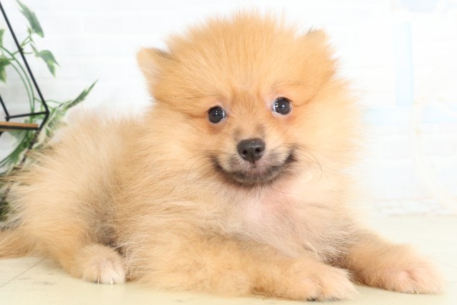 群馬県のポメラニアン (Coo&RIKU高崎店/2026年6月5日生まれ/男の子/オレンジ)の子犬の2枚目の画像